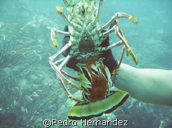 Caribbean Spiny Lobster With Eggs,Culebra Island, Puerto ... by Pedro Hernandez 